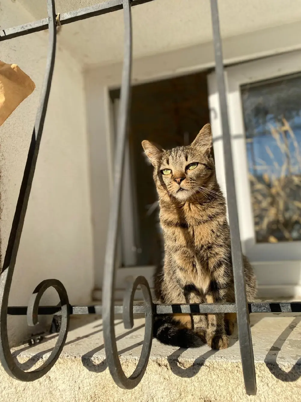 Chatte Perdue 81 Tarn Chatte Perdue 81 Tarn