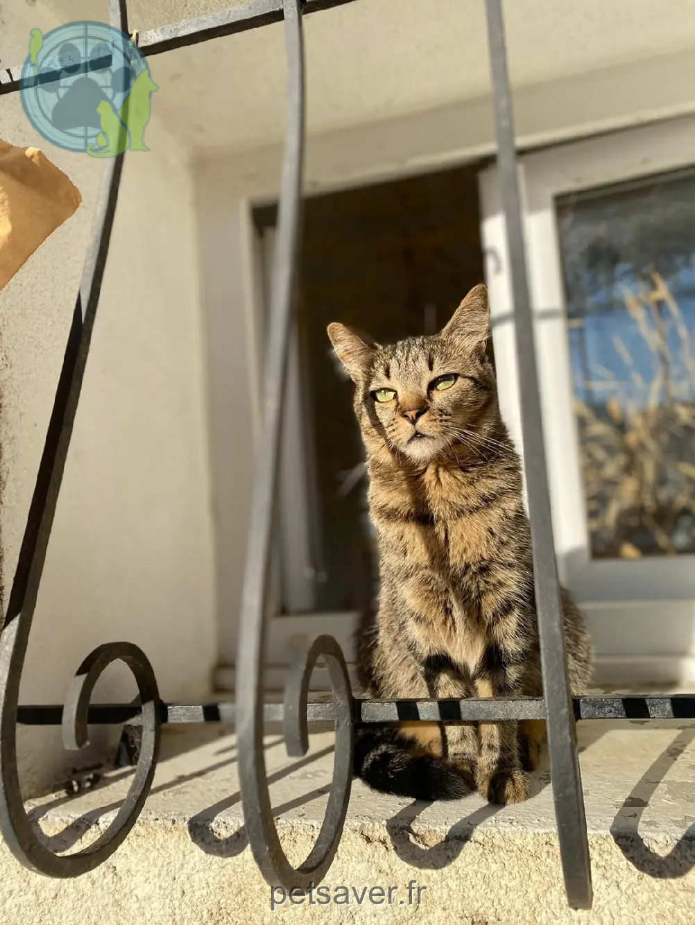 Chatte Perdue 81 Tarn Chatte Perdue 81 Tarn