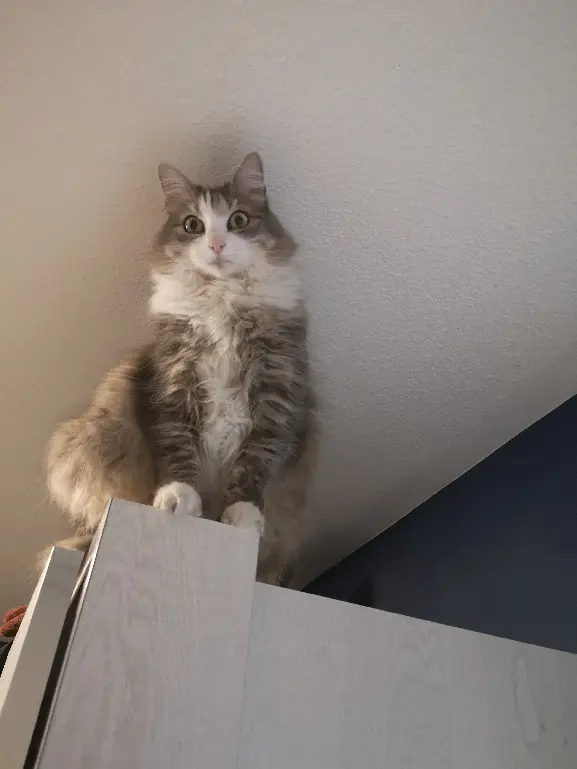 Chatte Perdue 81 Tarn Chatte Perdue 81 Tarn