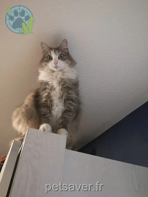 Chatte Perdue 81 Tarn Chatte Perdue 81 Tarn