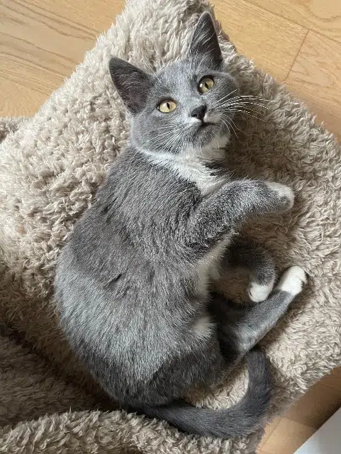 chatte lost   82170 Canals Ahsoka