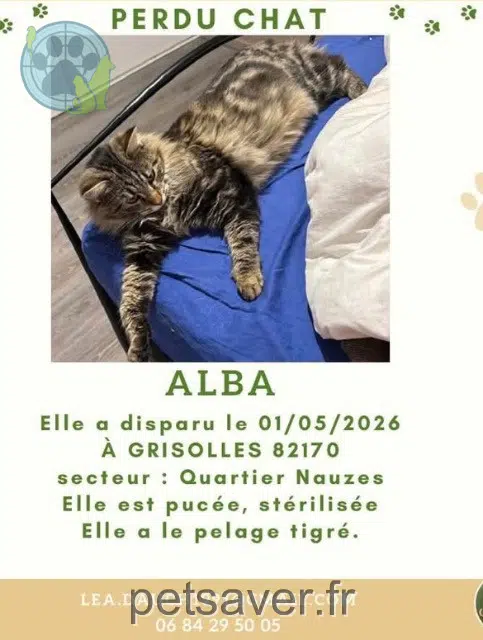 chatte lost   82170 Grisolles Alba
