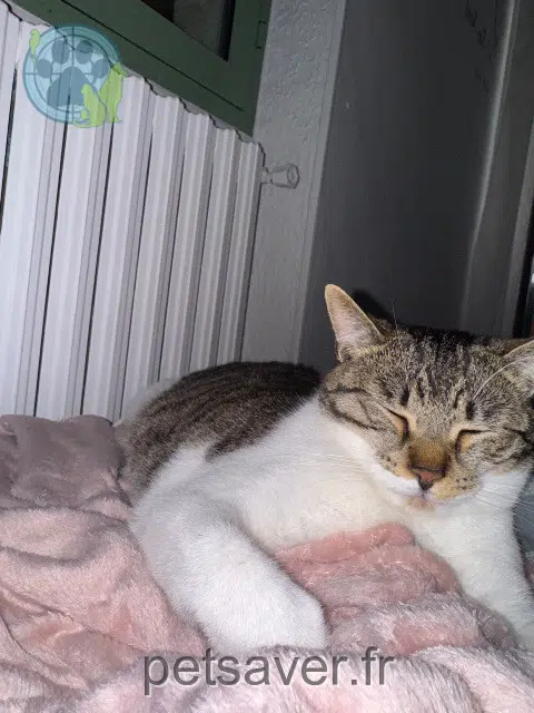 gata lost   82000 Montauban Ava