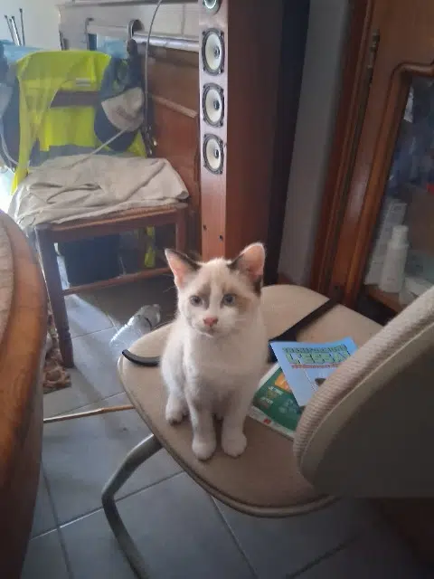 chatte lost   82700 Montech Bianca