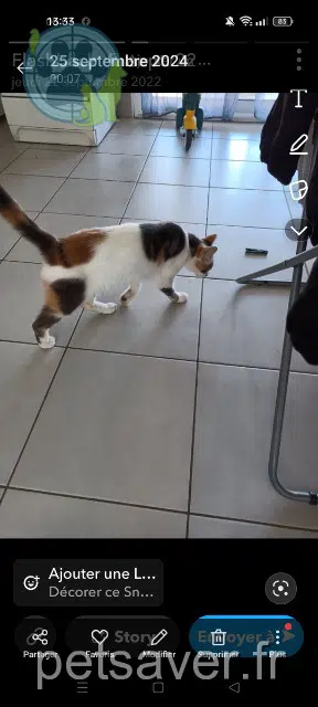 chatte lost   82700 Montech Bijou