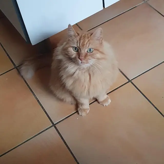 chatte perdue 82290 Montbeton Chipie chatte lost 82290 Montbeton Chipie
