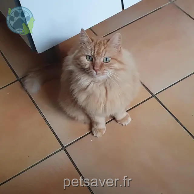 cat lost 82290 Montbeton Chipie cat lost 82290 Montbeton Chipie