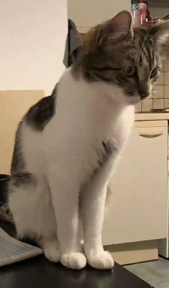 Chatte Perdue 82 Tarn-et-Garonne - Crevette Chatte Perdue 82 Tarn-et-Garonne - Crevette
