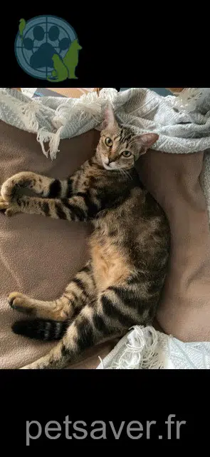 chatte lost 82170 Grisolles Dantée