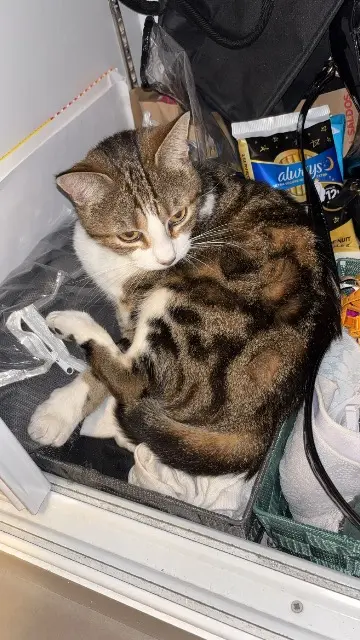 chatte lost   82370 Labastide-Saint-Pierre Fifi