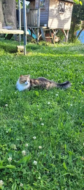 chatte lost   82700 Finhan Filhes