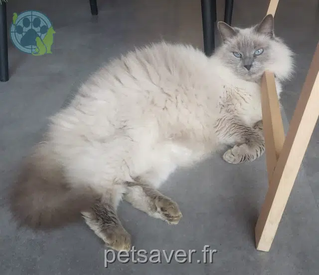 chatte lost   82710 Bressols Friskette