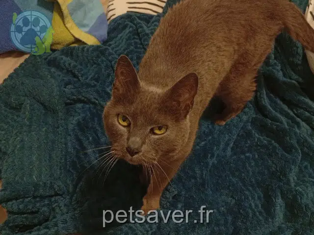 Katze lost   82000 Montauban Gala