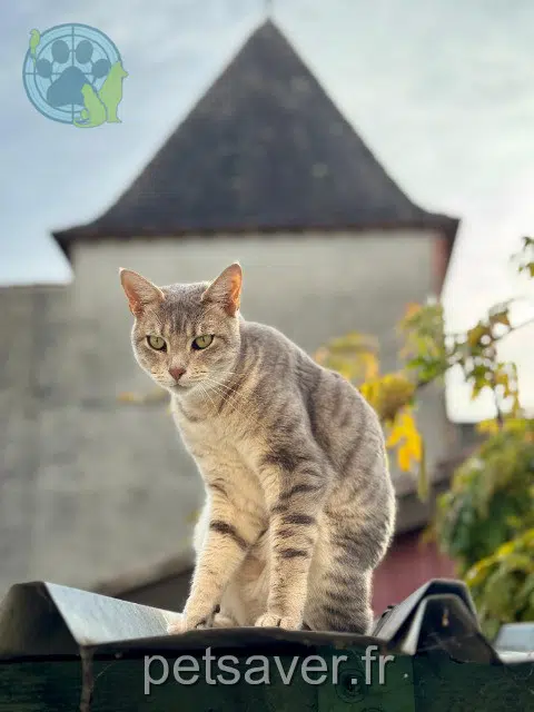 chatte lost 82170 Pompignan Happy