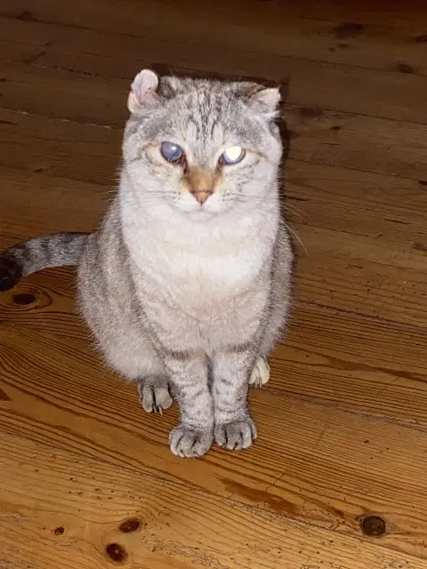 chatte lost   82000 Montauban Iris