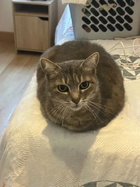 chatte lost   82800 Bioule laya