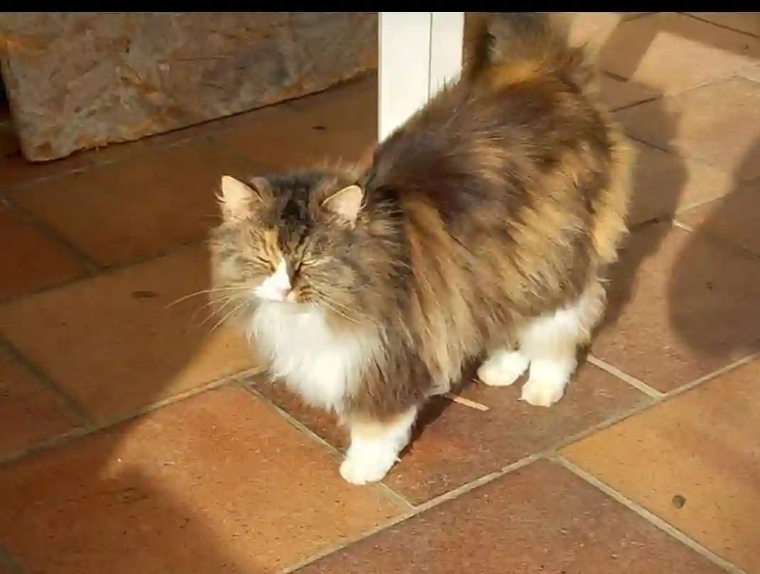 Chatte Perdue 82 Tarn-et-Garonne - Lili Chatte Perdue 82 Tarn-et-Garonne - Lili