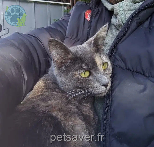 cat lost 82000 Montauban Minou cat lost 82000 Montauban Minou