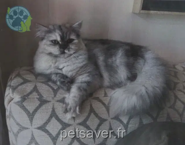 gata lost   82370 Saint-Nauphary Mona