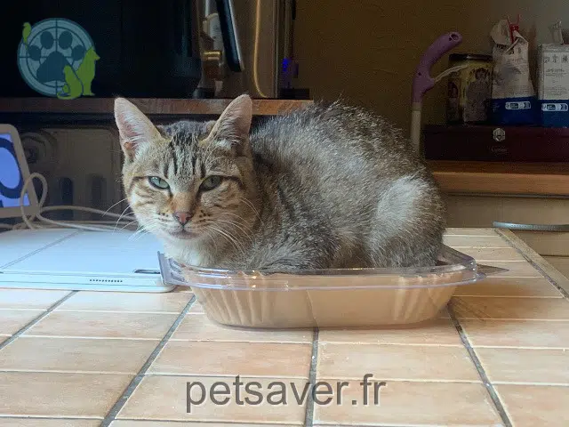 gata lost   82370 Orgueil Myou