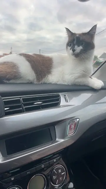 chatte lost   82600 Savenès Nala