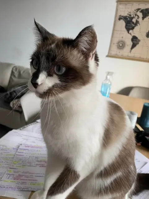 chatte lost   82600 Savenès Nala