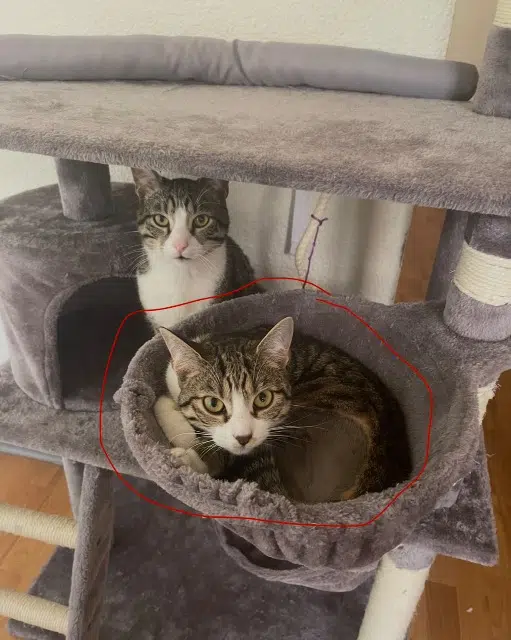 chatte lost   82800 Nègrepelisse Neko