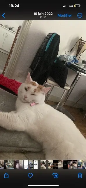 chatte lost   82000 Montauban Oasis