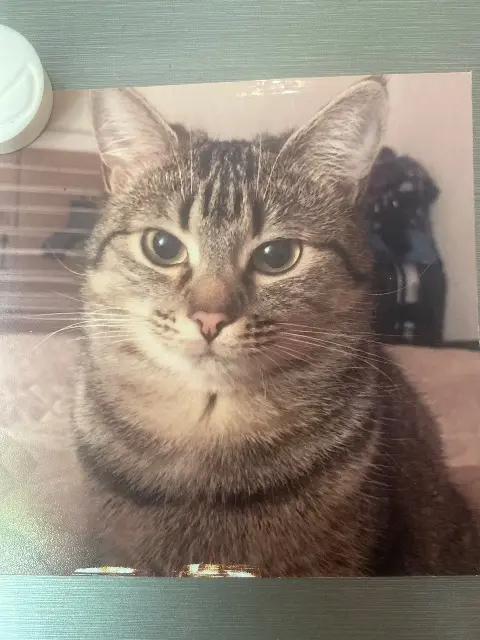chatte lost   82000 Montauban Opia