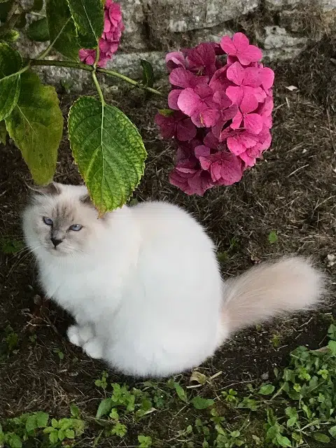 chatte lost   82200 Moissac Ribine