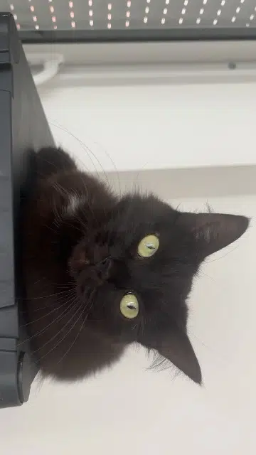 chatte lost   82350 Albias Ruby