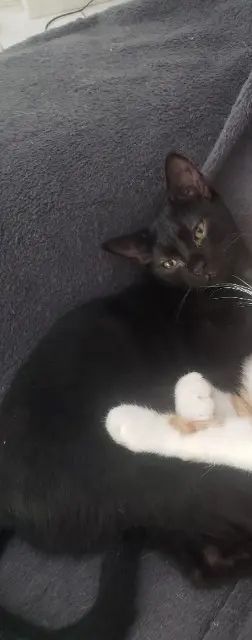 chatte lost   82600 Verdun-sur-Garonne Salsa