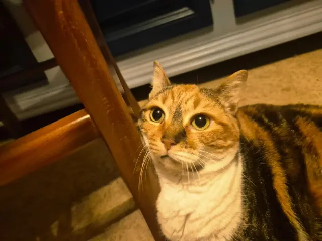 chatte lost   82000 Montauban Tammy