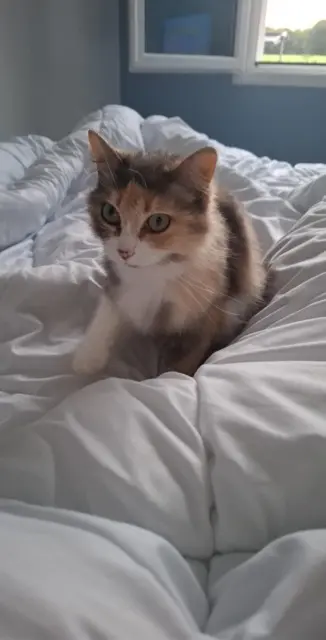 chatte lost   82370 Orgueil Teeki