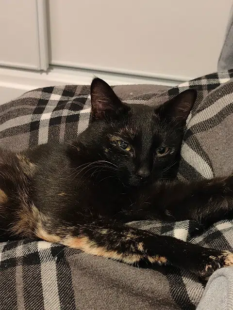 chatte lost   82100 Castelsarrasin Thymie