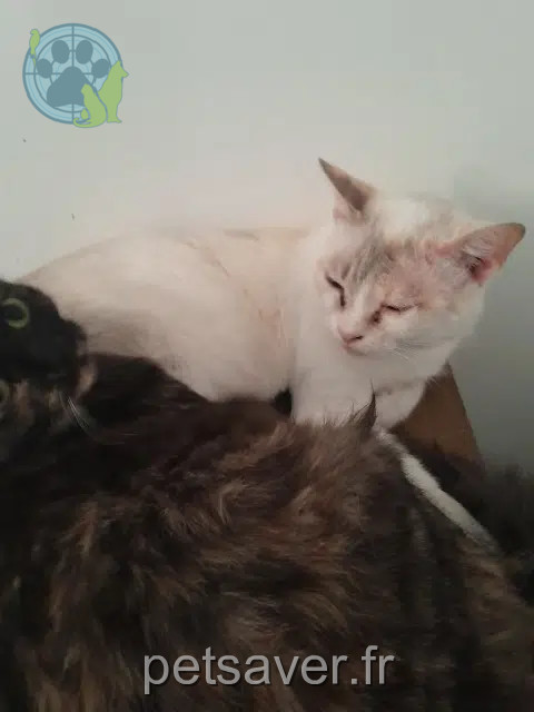 chatte lost   82400 Valence Neige