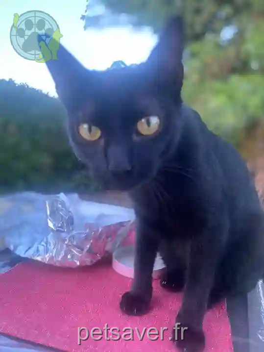 Chatte Perdue 82 Tarn-et-Garonne - Vaé Chatte Perdue 82 Tarn-et-Garonne - Vaé