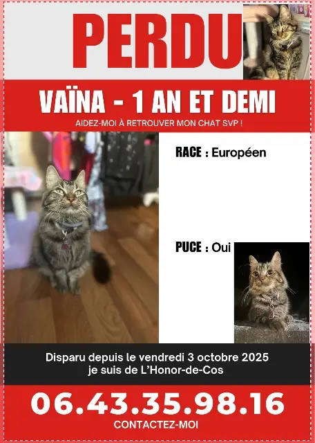 chatte lost   82130 L'Honor-de-Cos Vaïna