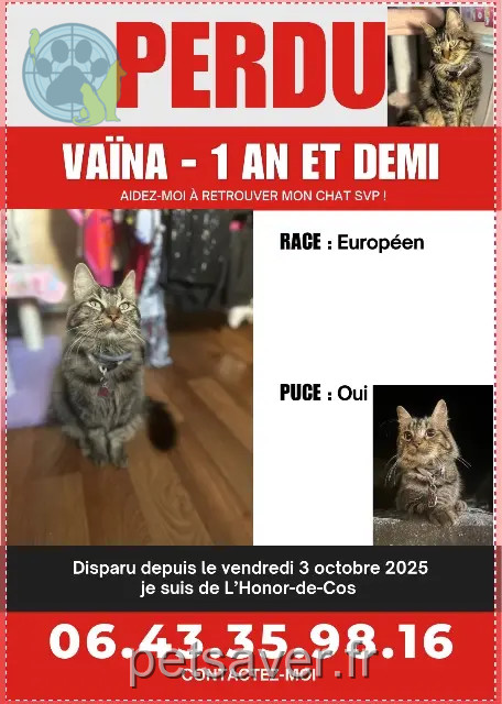 Katze vermisst 82130 L'Honor-de-Cos Vaïna Katze lost 82130 L'Honor-de-Cos Vaïna