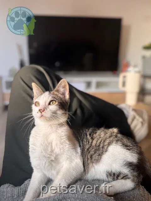 cat lost 82100 Castelsarrasin Wilo