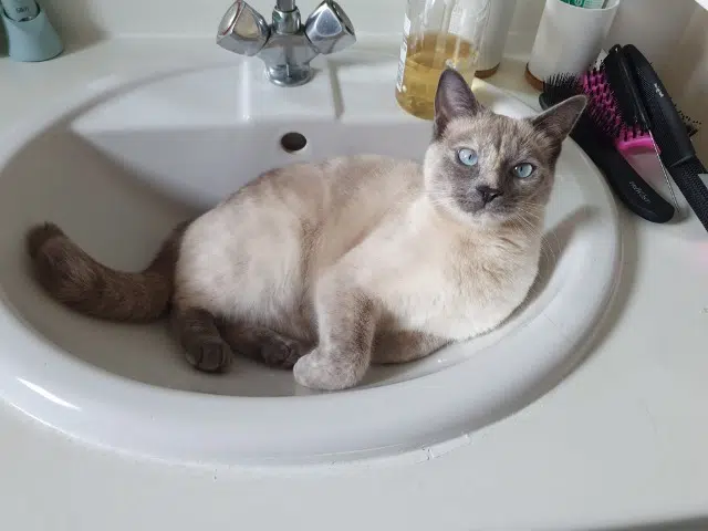 chatte lost   82000 Montauban Yoshi