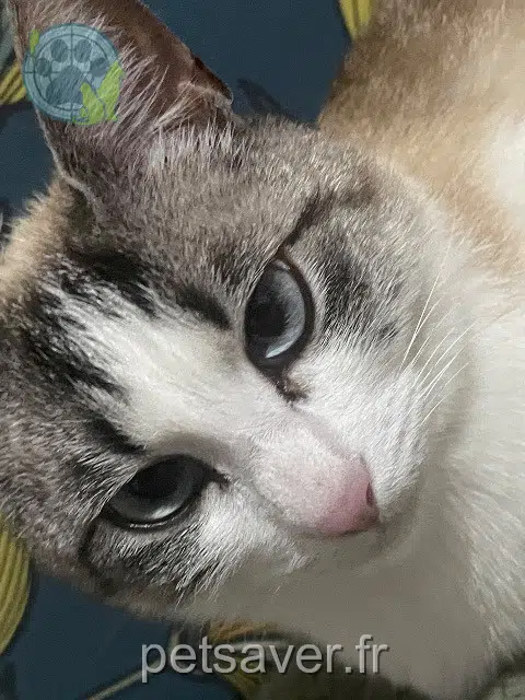 chatte lost   82500 Beaumont-de-Lomagne Zizie