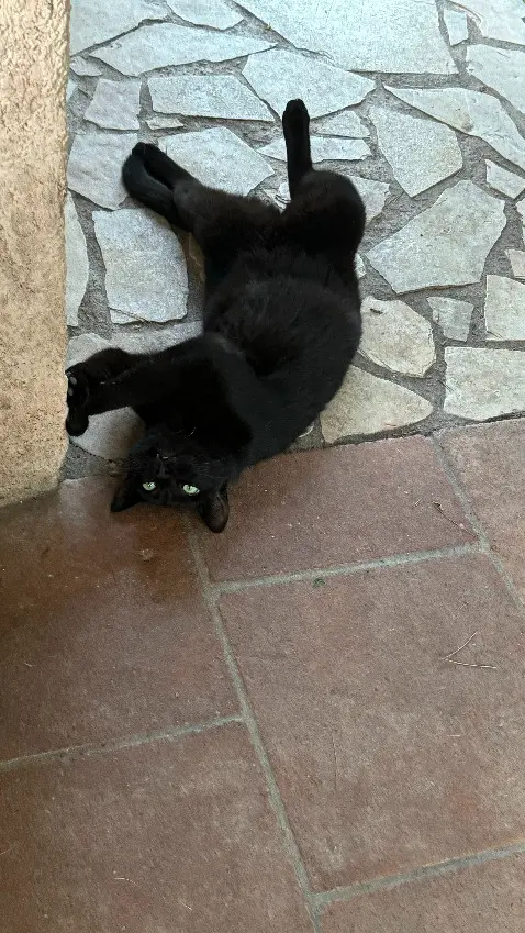Chatte Perdue 83 Var Chatte Perdue 83 Var