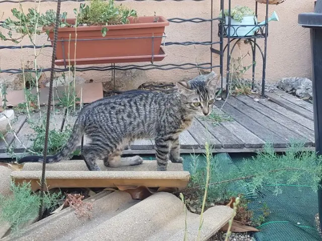 chatte lost   83260 La Crau Aloha