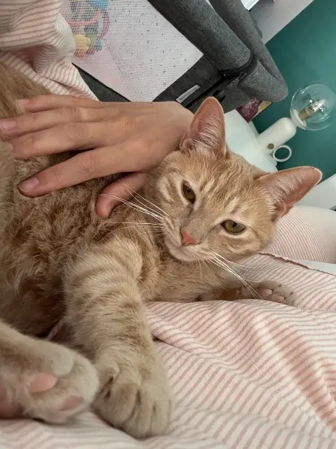 chatte lost   83720 Trans-en-Provence Archie