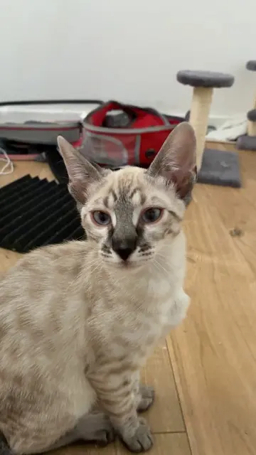 chatte lost   83190 Ollioules Arya