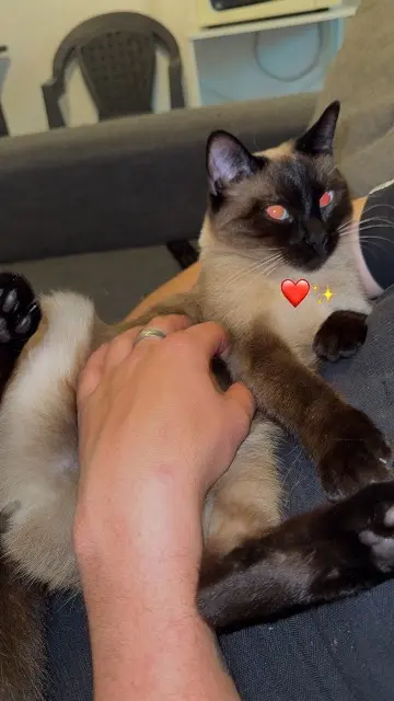 chatte lost   83140 Six-Fours-les-Plages Aïna