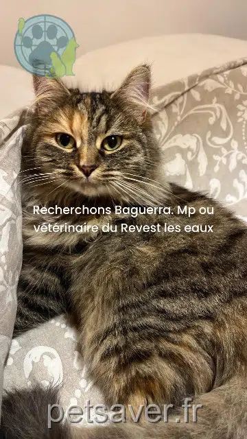 chatte lost   83200 Le Revest-les-Eaux Baguerra