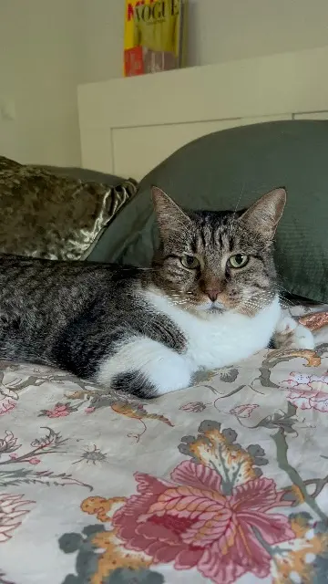 cat lost   83500 La Seyne-sur-Mer Bella