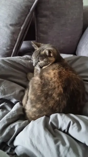 chatte lost    Fréjus Bella
